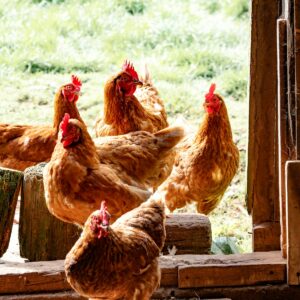 Gallina ovaiola pronta alla deposizione — edizione speciale