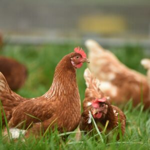 Pollaio in legno per 6 galline con nido — edizione speciale