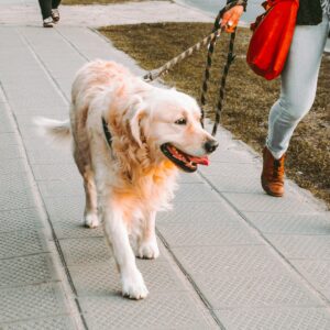 Passeggiata con dog sitter (60 minuti) — edizione speciale