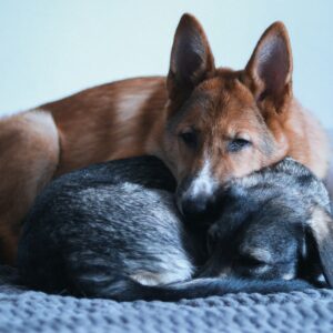 Taxi animali andata e ritorno — edizione speciale
