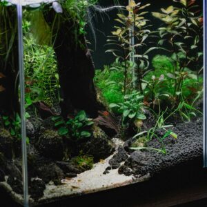 Acquario aperto 60 litri con luce LED — edizione speciale