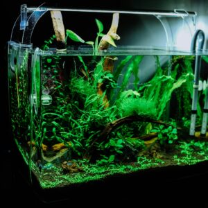 Set piante vere per acquascaping (12 vasetti) — edizione speciale