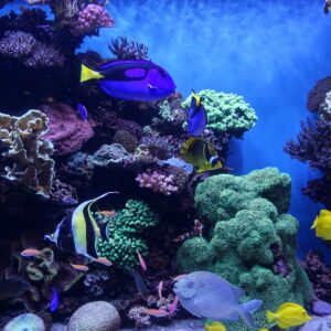Test completo dell'acqua (6 parametri) — edizione speciale