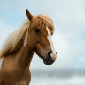 Corso pony per bambini (8 incontri)