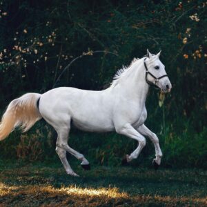 Pacchetto 10 lezioni di equitazione