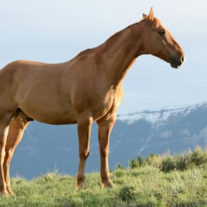 Passeggiata a cavallo al tramonto