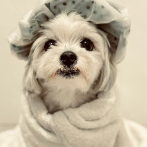 Accappatoio in microfibra per cani