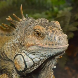 Kit terrario completo per pogona 120×60×60 — edizione speciale