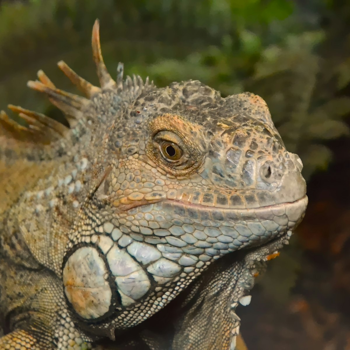 Kit terrario completo per pogona 120×60×60 — edizione speciale