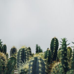 Aloe aristata con coprivaso