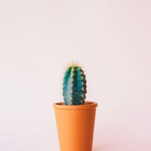 Cactus in vaso di terracotta
