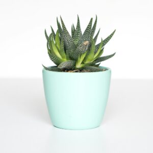 Haworthia in vaso ceramica menta