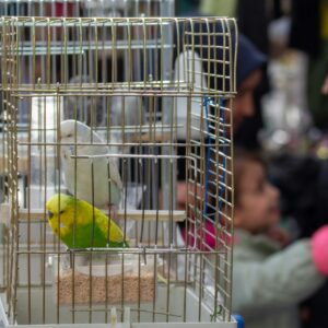 Gabbia da allevamento 60 cm con divisorio
